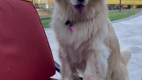 Beautiful, Fluffy Golden Retriever Begging For Burgers on Patio #shortsviral #goldenretriever #dog