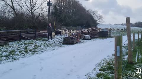 Moving the sheep - Cannon Hall Farm