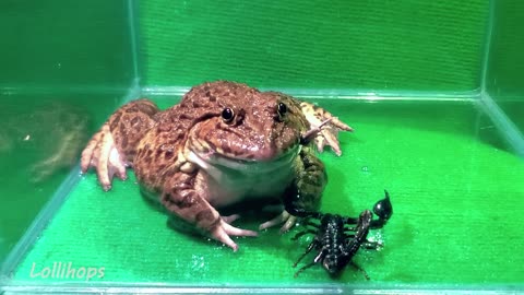 Giant bullfrog eats other frog and scorpion