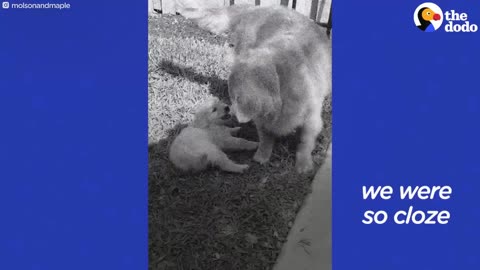 Golden Retriever Does Sweetest Thing To Honor His Big Sis The Dodo