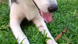 Husky Playing Bone