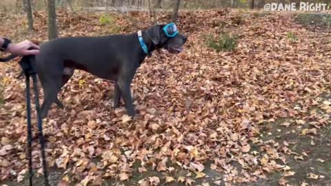 SO CUTE: GSP Puppy Remi Plays in Leaf Pile w/ Great Dane Moose
