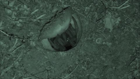 Trapdoor Spider More Night Vision