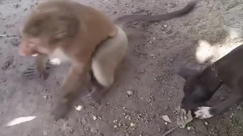 Dog v/s Monkey Fight video ||