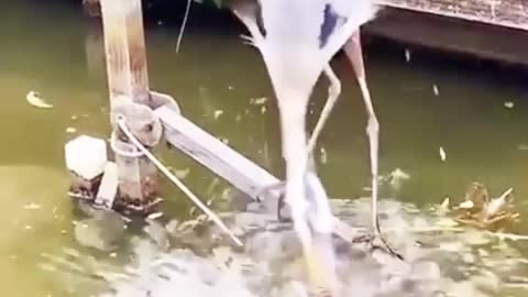 Clever bird fishing