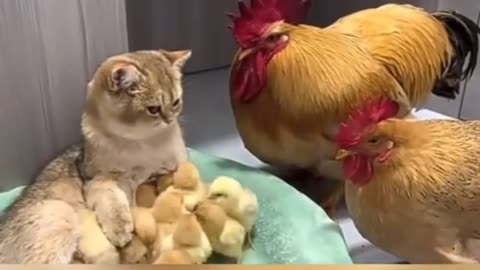 Claw-some Babysitter: When a Cat Meets Chicks, and Parents Pawsitively Panic!"