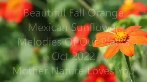 Beautiful Fall Orange Mexican Sunflower Oct 2022
