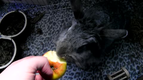 Rabbit eating Apple
