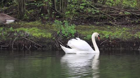 is Swans really creatures from earth