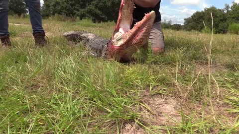 Anderson Acres Adventures - Alligator Pt 3