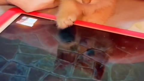 kitten playing games on a tablet