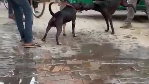 Pitbull dog fight
