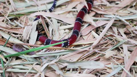 Poisonous coral snake on the forest floor.