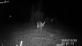 12/22/22 BUCK