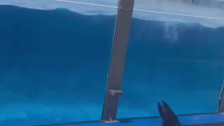 Brave woman saves a seal from falling on on the edge of a pool