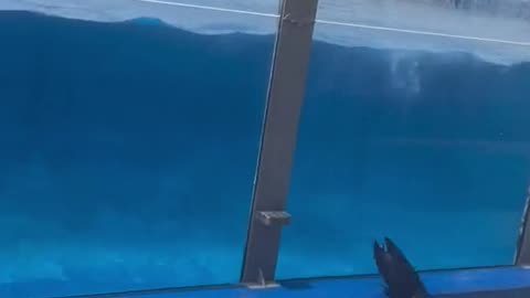 Brave woman saves a seal from falling on on the edge of a pool
