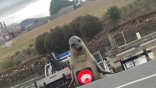 Neil The Seal Plays With Traffic Cone