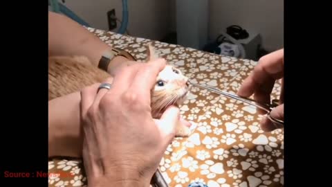 Botfly Remove from Poor Kitten