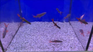 Black Rainbow Goldfish