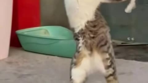 Dancing cat