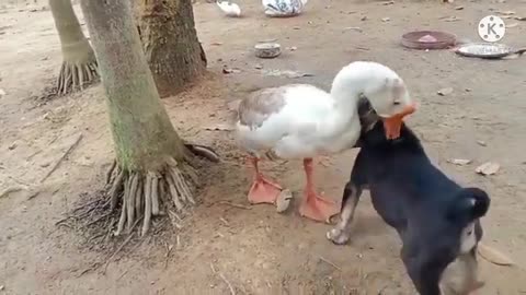 Friendship between the Dog and the Swan __ playing together