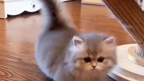 cat cutecat kitty kittensofrumble cat video cute pet for you fyp