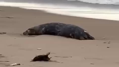 ⚡️The bodies of 700 dead seals were found on the coast of the Caspian