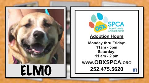 OBX SPCA Pet of The Week - Elmo