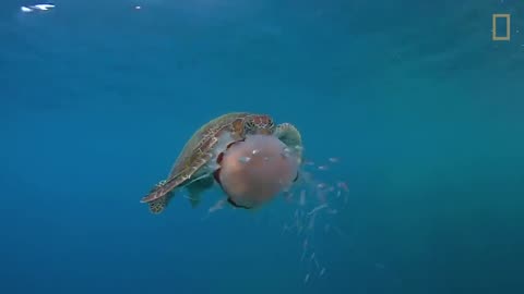 See_a_Sea_Turtle_Devour_a_Jellyfish_Like_Spaghetti___National_Geographic