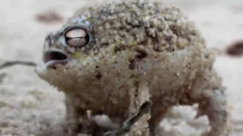 Adorable Squeaky Frog: A Delightful Symphony of Epic Squeaks: Watch This Frog's Performance