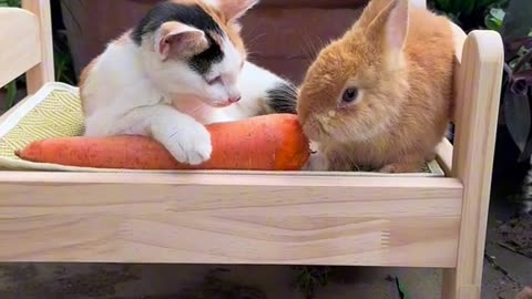 Rabbit 🐰 and 😺 each other eating