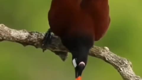 sleepy bird on a tree branch