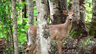 White-tailed deer