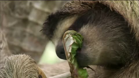 Three-toed Sloth: The Slowest Mammal On Earth