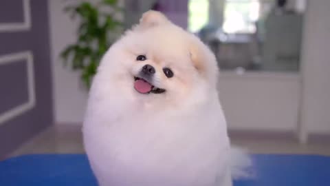 The groomer´s heart melts for this puppy!! 🐶❤️ so cute