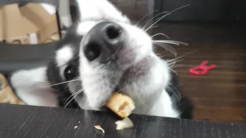 Husky trying to get treat from high table