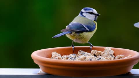 Birds with beautiful and vibrant colors to liven up your day and a beautiful song