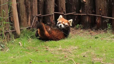 red pandas