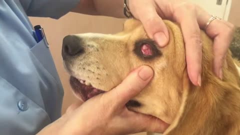 Exposing a dog's 3rd eyelid