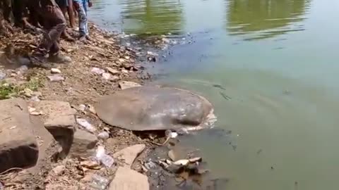 92 kg Giant Tortoise in the pond o