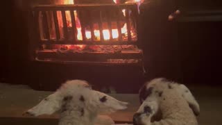 Two Lambs Warm Themselves by the Fireplace