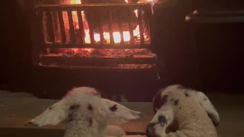 Two Lambs Warm Themselves by the Fireplace