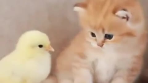 chicken vs cat become friends