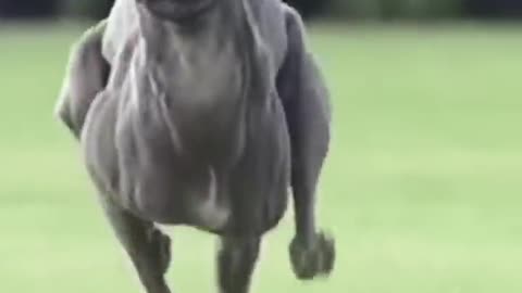 This dog is fast!