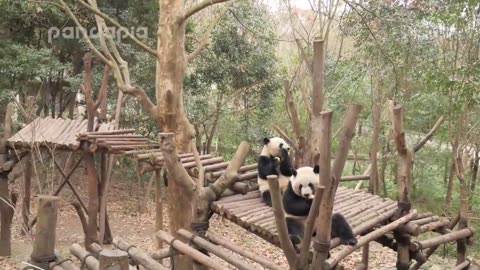 Keeper feeds Mei Lun and Mei Huan