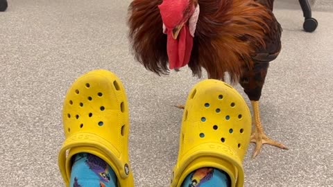 Rooster Fights Yellow Crocs