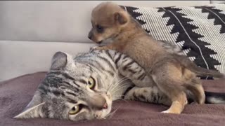 Cat meets puppy's for the first time