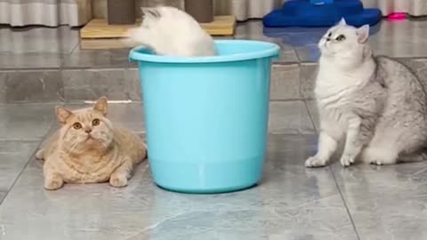 New funny cats videos 😂😂