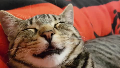 Cat Sleeps With Mouth Open