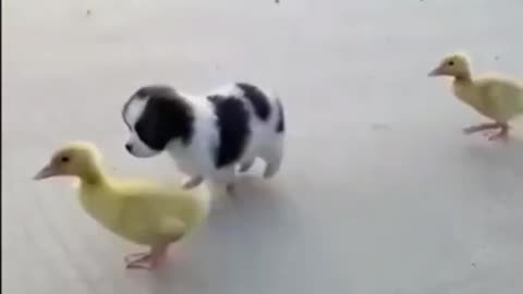 Puppy's and ducks cute videos